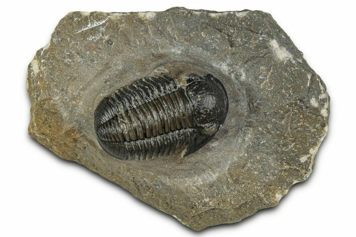 Detailed Gerastos Trilobite Fossil - Morocco #351279